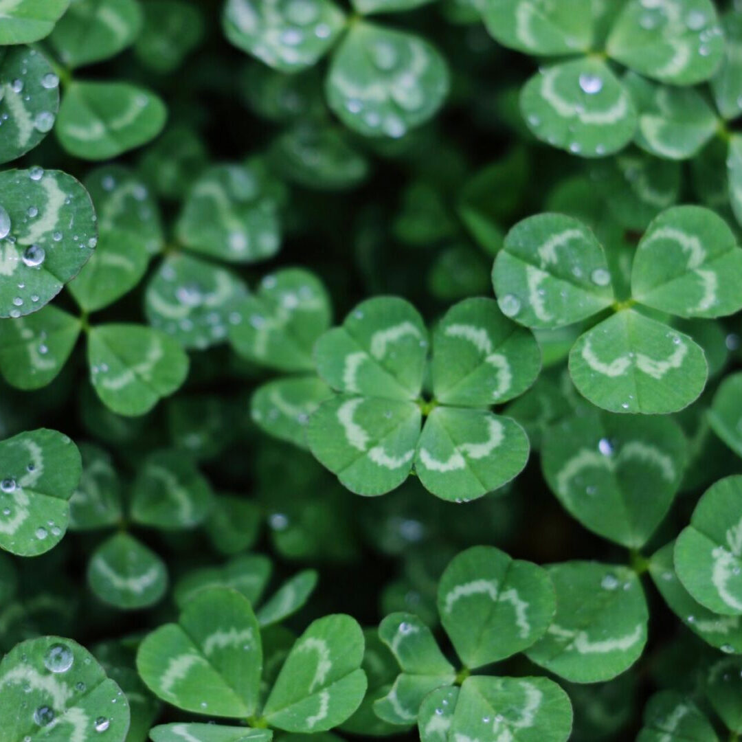 A close up of four leaf clovers